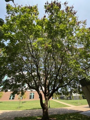 Koelreuteria paniculata