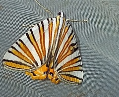 Pityeja histrionaria