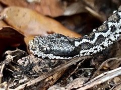 Vipera latastei