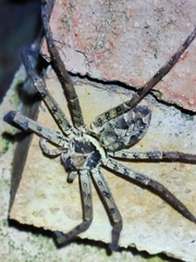 Sparassidae