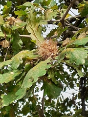 Andricus caputmedusae