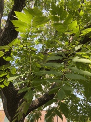 Koelreuteria paniculata