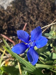 Gentiana bavarica bavarica
