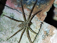 Sparassidae