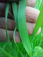 Poaceae