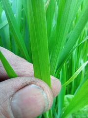 Poaceae