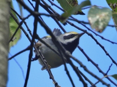 Vermivora chrysoptera