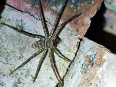 Sparassidae