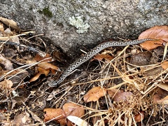 Vipera latastei