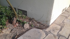 Trachylepis quinquetaeniata