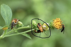 Nemognatha punctulata