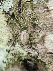 Flatoidinus punctatus