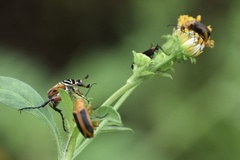 Nemognatha punctulata
