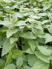 Urtica dioica