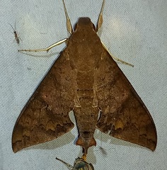 Pachylioides resumens