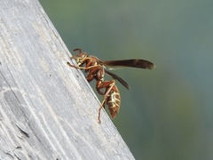 Polistes