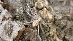 Philodromus
