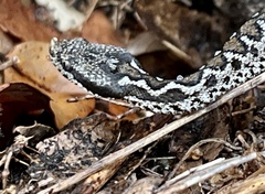 Vipera latastei