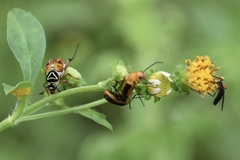 Nemognatha punctulata