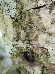 Flatoidinus punctatus