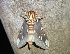 Citheronia brissotii