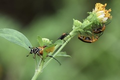 Nemognatha punctulata