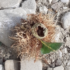 Andricus caputmedusae