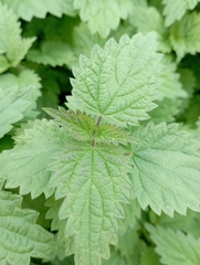 Urtica dioica