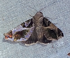 Calyptis