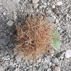 Andricus caputmedusae