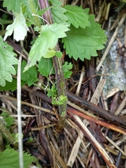 Urtica dioica