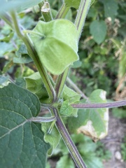 Physalis grisea