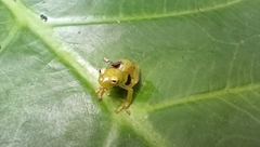 Centrolenidae