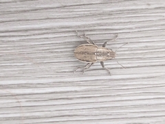 Naupactus peregrinus