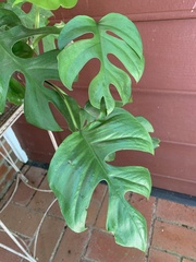 Rhaphidophora tetrasperma