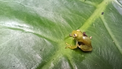 Centrolenidae