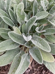 Stachys byzantina