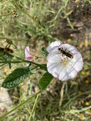 Chauliognathus omissus