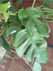 Rhaphidophora tetrasperma