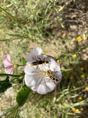 Chauliognathus omissus