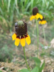 Rudbeckia amplexicaulis