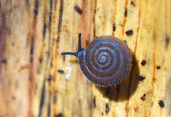 Polygyra cereolus