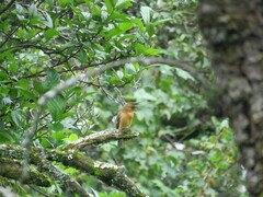 Mitrephanes phaeocercus