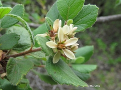 Pterostemon mexicanus