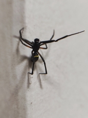 Steatoda cingulata