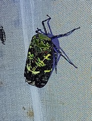Fulgoridae