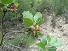 Pterostemon mexicanus