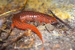 Pseudotriton ruber