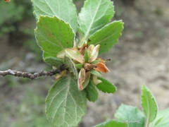 Pterostemon mexicanus