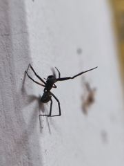 Steatoda cingulata